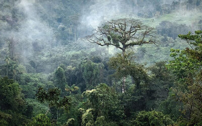 “Colombia: del conflicto a la economía verde”